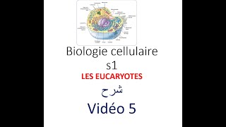 biologie cellulaire s1 vidéo 05  les eucaryotes شرح [upl. by Labotsirhc]