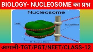 structure of nucleosomedna pakaging sturcture of nucleosome class 12Nucleosome tgt pgt neet [upl. by Ahsiekahs]