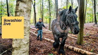 Trekpaarden slepen bomen snel en duurzaam uit Merkenveldbos  Draft horses in forestry [upl. by Rahcir]