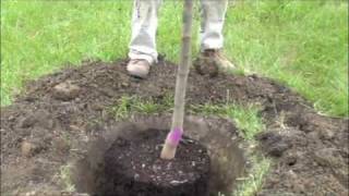 How to plant a potted tree [upl. by Annasoh674]