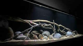 Riverbed Realistic Aquarium Decorations [upl. by Sihun]