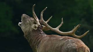 GROTTES DE HAN  belgique  Vivez le Brame du cerf au cœur du Parc Animalier 🦌 🌿 🖤💛❤️ [upl. by Britta]