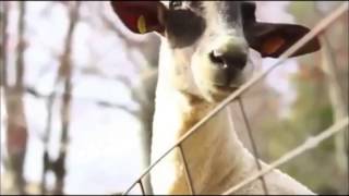 Ziegen die wie Menschen schreien  mähen Goats Scream like Humans [upl. by Hacceber]