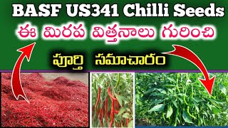 basf us 341 chilli seeds complete details explained in telugu  us 341 మిరప విత్తనాల పూర్తి సమాచారం [upl. by Ludwig]