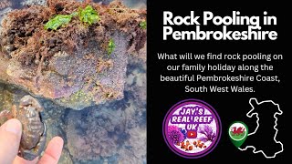 Rock Pooling on the Pembrokeshire Coast [upl. by Madid]