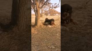 Tibetan Mastiff vs Wolf Dominance in Action shorts [upl. by Woodhead316]