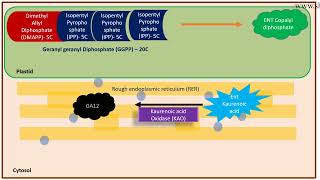 Gibberellin biosynthesis pathway [upl. by Borer]