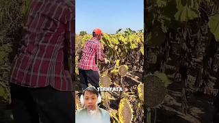 Chinese farmers innovation in harvesting sunflowers farmingtips farming agricultura agriculture [upl. by Madea]