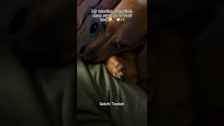 Teckel’s funny reaction 😂🐶🐾🫶 salchiteckel teckel cuteanimal daschund doglover [upl. by Ehling]