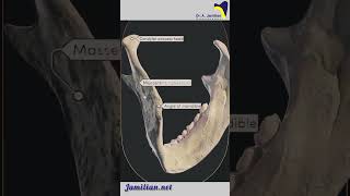 Anatomy of Lower Jaw Mandible dentist AnatomylowerJawMandibleDental [upl. by Arabelle]