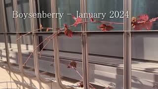 Boysenberry  January 2024 [upl. by Neeven]