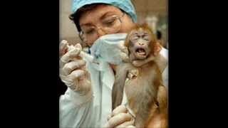 Barbaric Animal ExperimentationVivisection [upl. by Hough859]