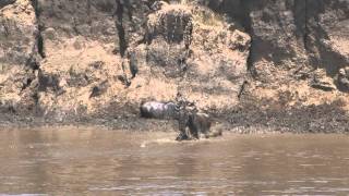 Kenya Masai Mara migration des gnous ou quotcrossingquot [upl. by Naitsirc]