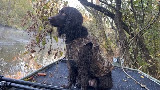 BOYKIN SPANIEL  Should You Get One [upl. by Cnut33]