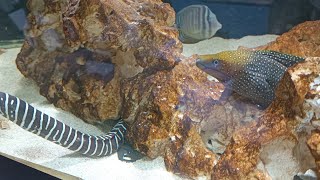 update about my Gymnothorax dovii [upl. by Elitnahc]