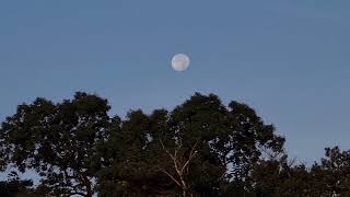 Wanning Gibbous Moon setting TimeLapse [upl. by Penthea]