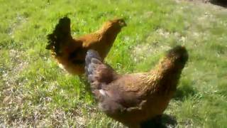 Backyard Chickens in Dallas Texas [upl. by Holli214]