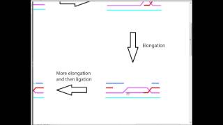 Double Strand Break Repair Overview 1 of 2 [upl. by Eli]