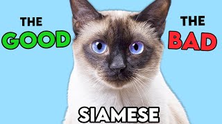 SIAMESE Cat PROS and CONS MUSTKNOW [upl. by Anuahs]