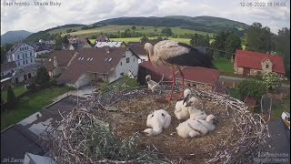 The smallest stork thrown out20220612Storks nest Mladé Buky [upl. by Anairda609]