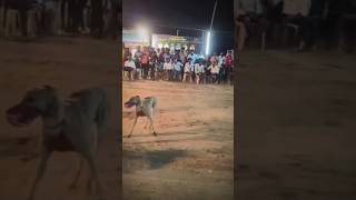 greyhound jahazi livedoor doglover capturingthenature viralvideo trendingshorts [upl. by Irwin820]