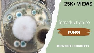 Introduction to fungi  Fungus  Theory  Microbiology  Mycology  Study of fungi [upl. by Donela]