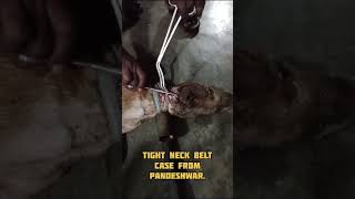 Collar deeply embedded in dogs flesh and other emergencies [upl. by Ronn]