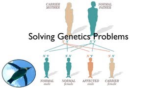 Solving Genetics Problems [upl. by Ardnaet165]