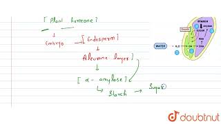 What is the role of gibberellins in promotion of seed germination  CLASS 11  PLANT GROWTH AND [upl. by Kendyl]