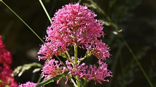 Rote Spornblume  des Baldrians Nichte [upl. by Udell71]