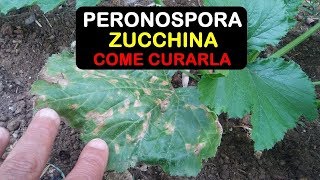 PERONOSPORA ZUCCHINE COME CURARLA [upl. by Charpentier691]