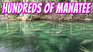 HUNDREDS of MANATEE Draw Thousands of Visitors manitee [upl. by Mariande]