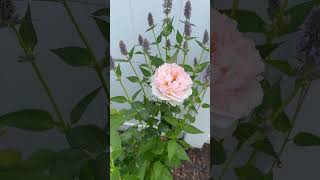 Agastache and Princess Charlene de Monaco 💜🌿🩷 cottagegarden zone10 floridagardening roses [upl. by Ennagrom]