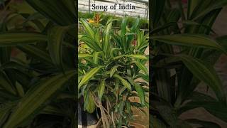 How To Grow Song 🎵 Of India Plant From Cutting shorts [upl. by Etnoel]