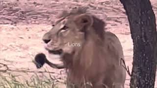 Gir Jungle Safari Gujrat  Full Video  Gir National Park Safari  Gir Lion Safari GujraTour [upl. by Heilman]