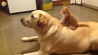 FUNNY CATS and DOGS amp other ANIMALS 🐱🐶 New Funniest Animals Videos 2024 [upl. by Htidirem]