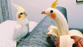 The Worlds Funniest Parrots That Will Have You Rolling with Laughter 😅 [upl. by Annerol393]