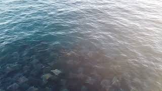 Massive School of Stingrays Jumping Off of Cerritos Beach [upl. by Ramat]