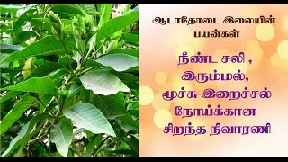 Aadu Thoda Ilai Uses in Tamil  ஆடாதோடை இலையின் மருத்துவ பயன்கள் [upl. by Hollister319]