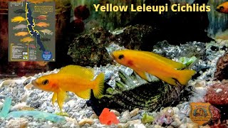 Neolamprologus  Leleupi Cichlid Species Profile [upl. by Buatti]