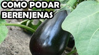 Como Podar las Berenjenas  La Huerta de Ivan [upl. by Llennaj]