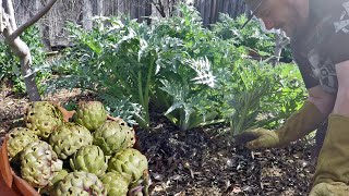 How amp Why To Grow An Abundance Of Artichokes [upl. by Hopkins236]