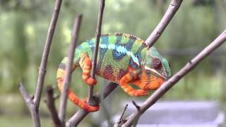 Real Chameleon Changing Color [upl. by Ahsan]