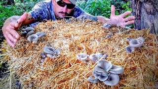 How To Grow Mushrooms The EASY Way No Sterilization [upl. by Peggir]