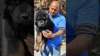 Tibetan Mastiff Puppy shorts shortvideo [upl. by Yemerej143]