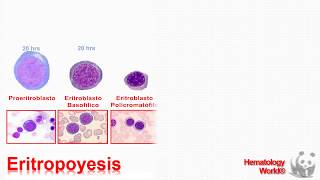 ERITROPOYESIS ANIMADA VIDEO HEMATOLOGY WORLD 1 0 [upl. by Okkin]