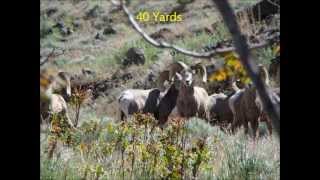 California Bighorn Sheep Oregon [upl. by Toby]