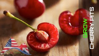 GARDENING TRICKS 🍒 How to Successfully Germinate Cherry Seeds or Cherry Pits 🌳 LdN Easy Gardening [upl. by Gromme530]