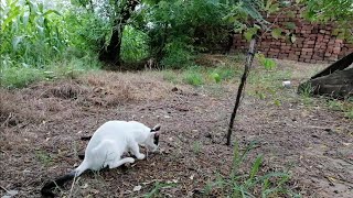 The cat is having breakfast cat vloglifetravelcatbirdsounds cutecat foryoutrandingcatvideos [upl. by Magavern]