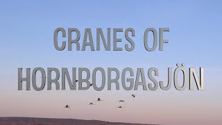 Cranes of Hornborgasjön [upl. by Amme]